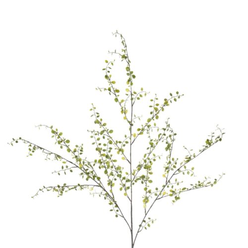 Muehlenbeckia Grön 100cm