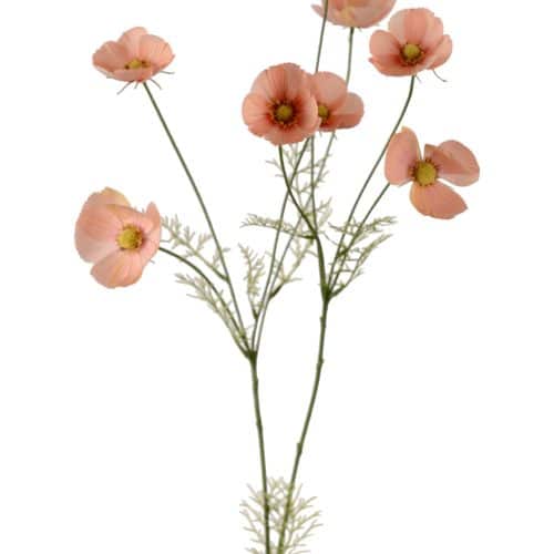 Rosenskära Aprikos 100cm