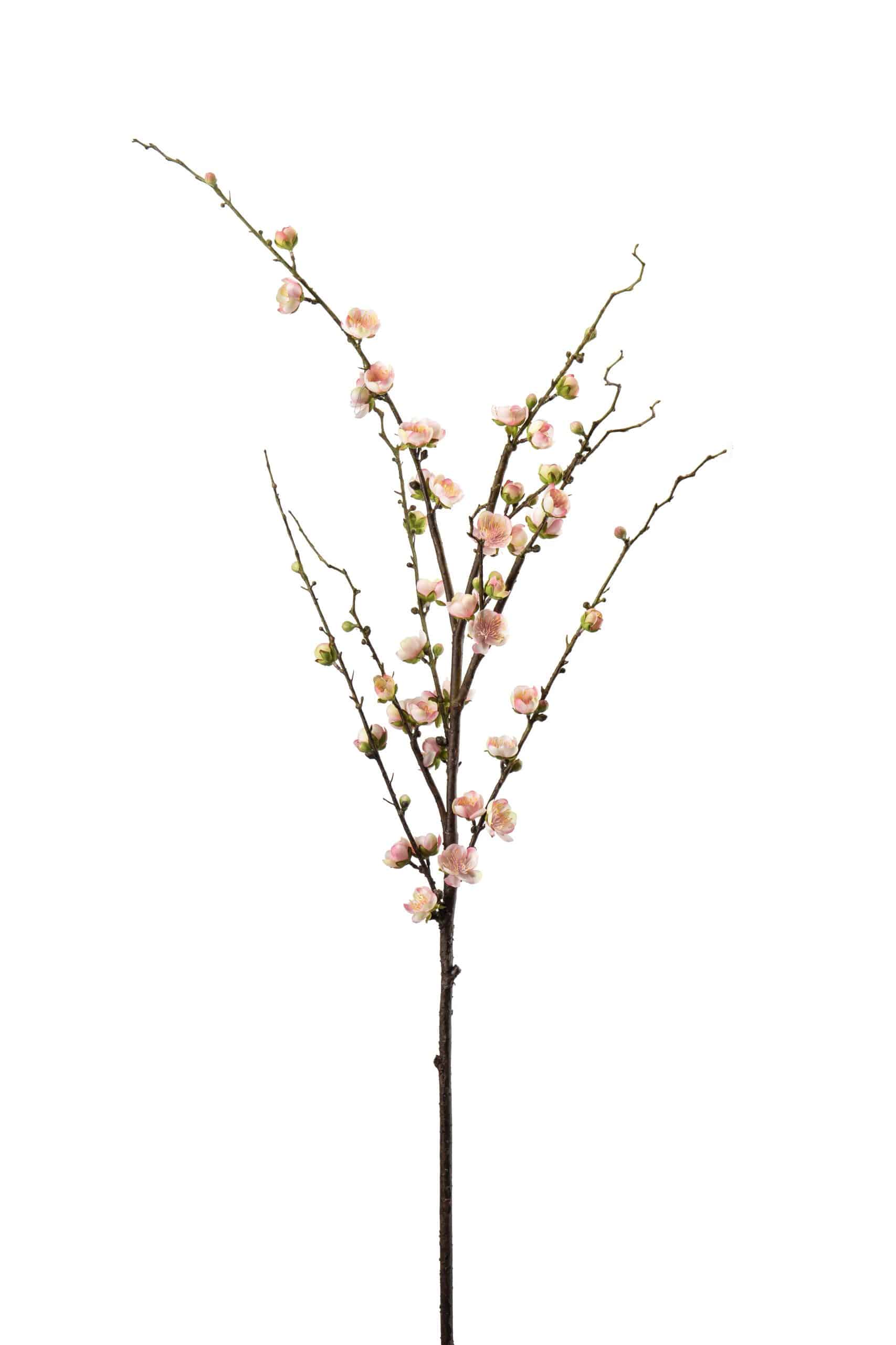 Plommonblom Rosa 120cm