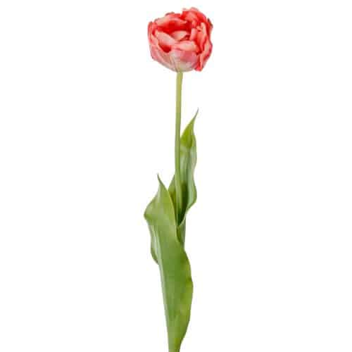Tulpan Rosa 67cm