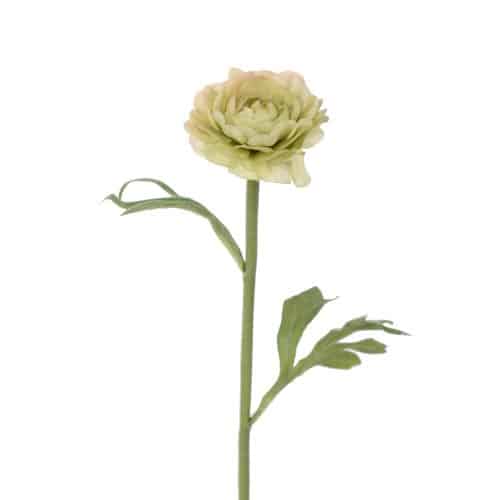 Ranuncel Grön 35cm