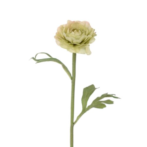 Ranuncel Grön 35cm