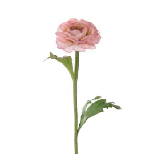 Ranuncel Rosa 35cm