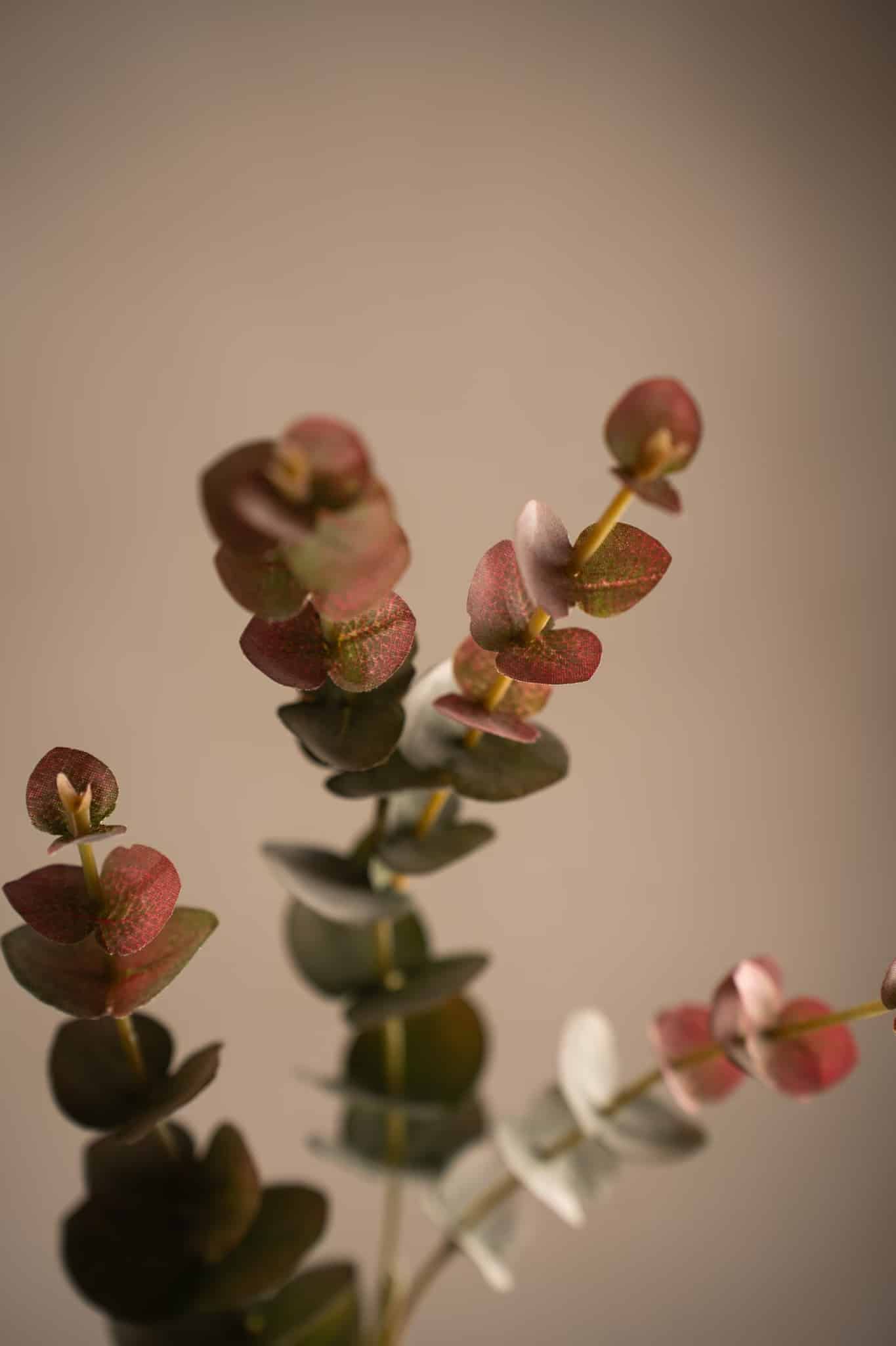 Eucalyptus Grön 60cm - Bild 2