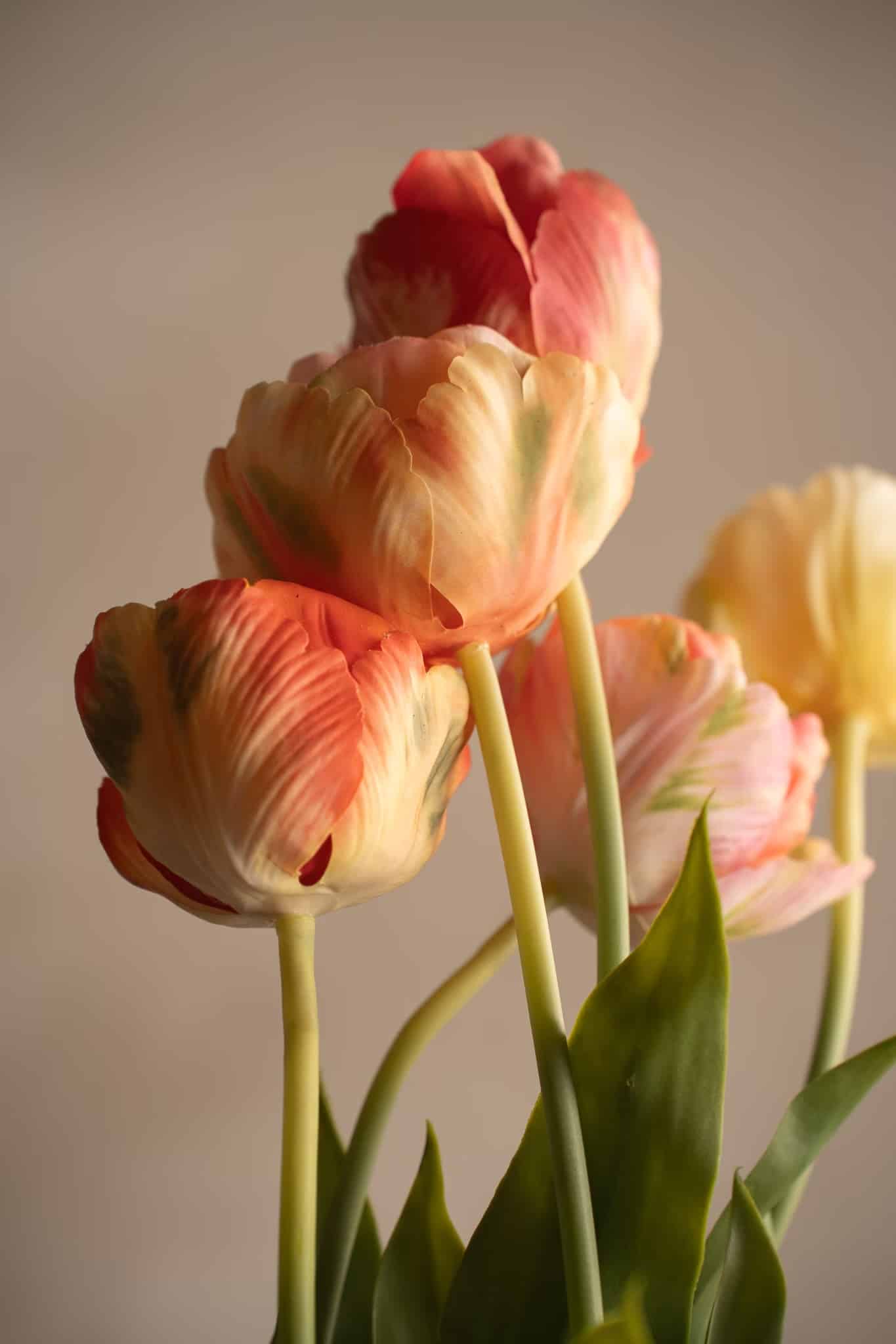 Tulpan Rosa 67cm - Bild 4