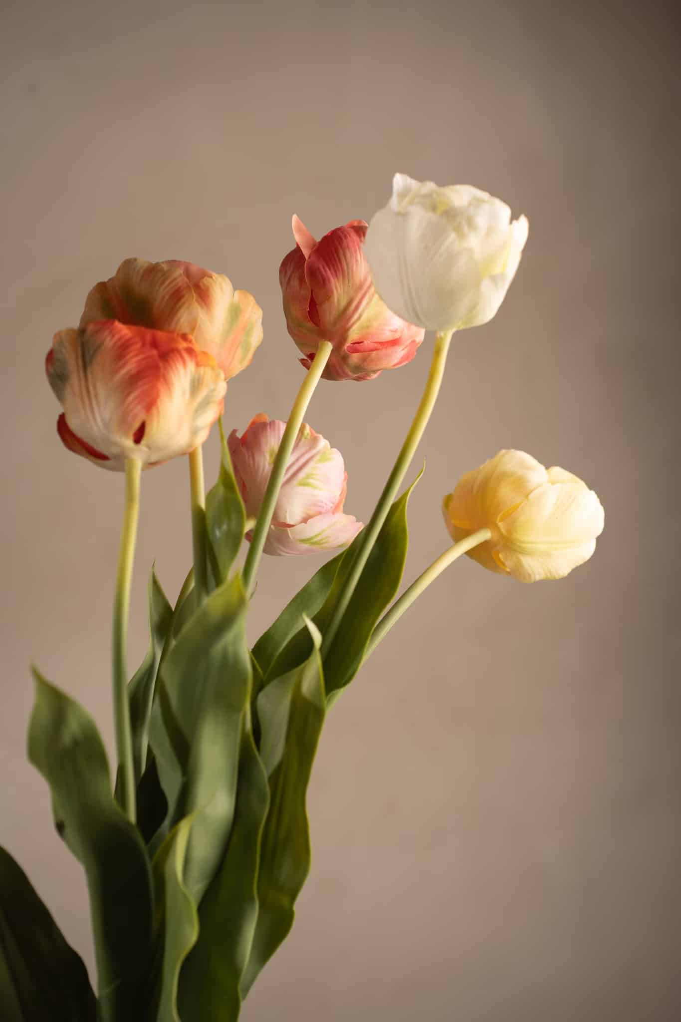 Tulpan Rosa 67cm - Bild 5