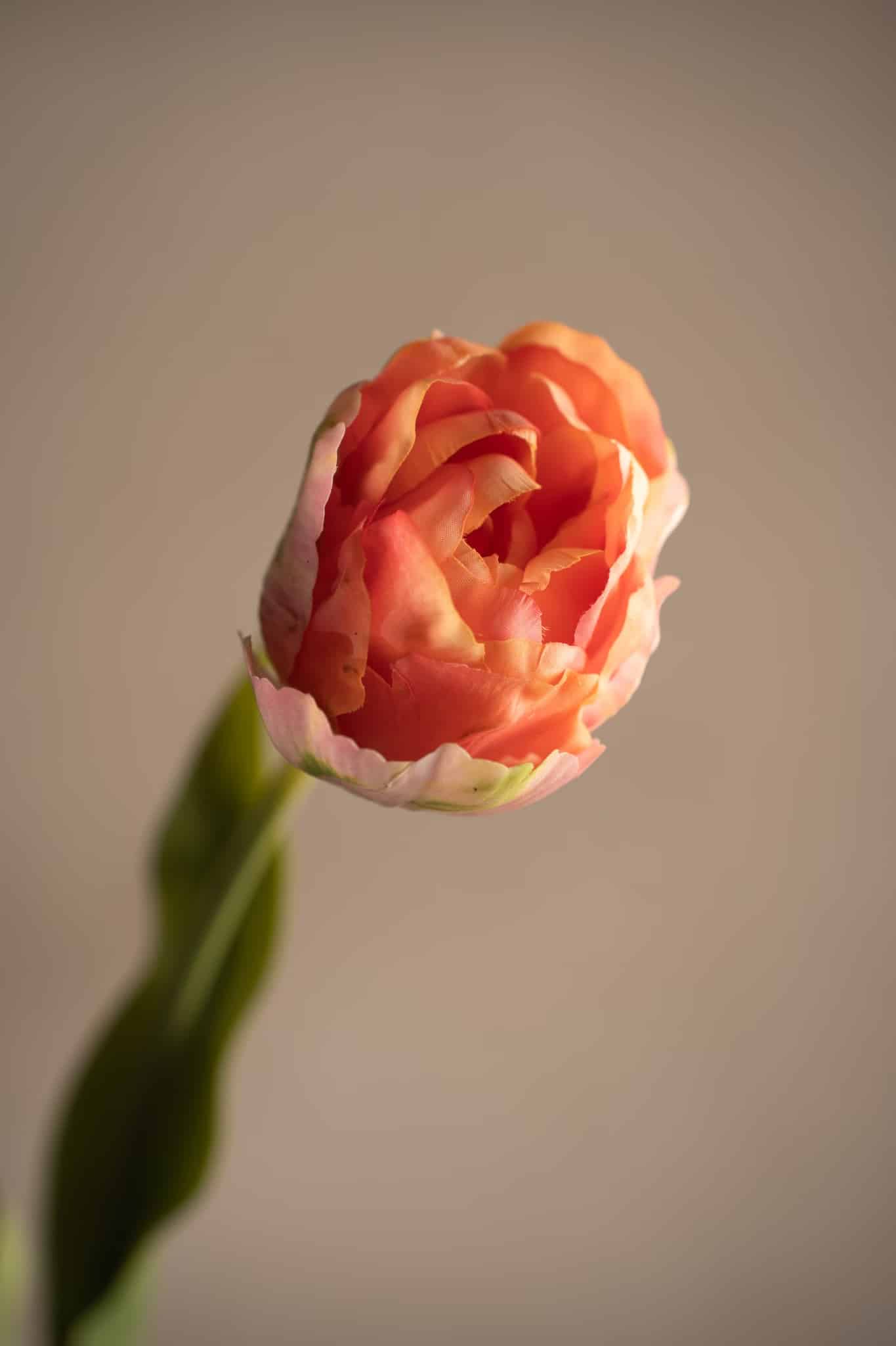 Tulpan Rosa 67cm - Bild 6