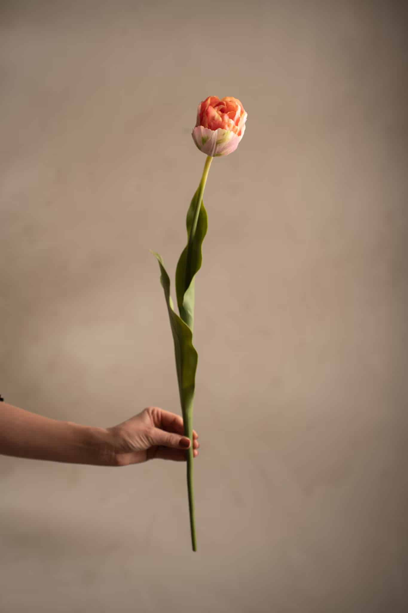 Tulpan Rosa 67cm - Bild 7