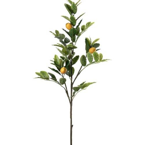Citronkvist 120 cm
