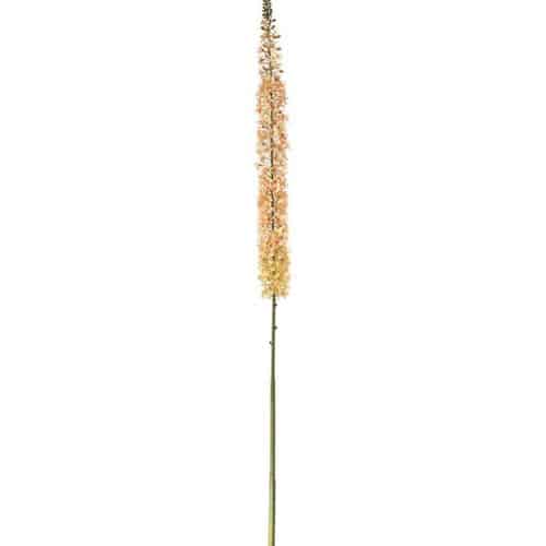 Eremurus 190 cm Persika