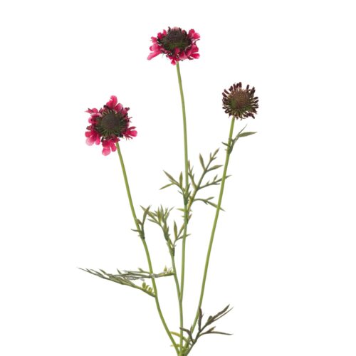 Scabiosa 64 cm Burgundy