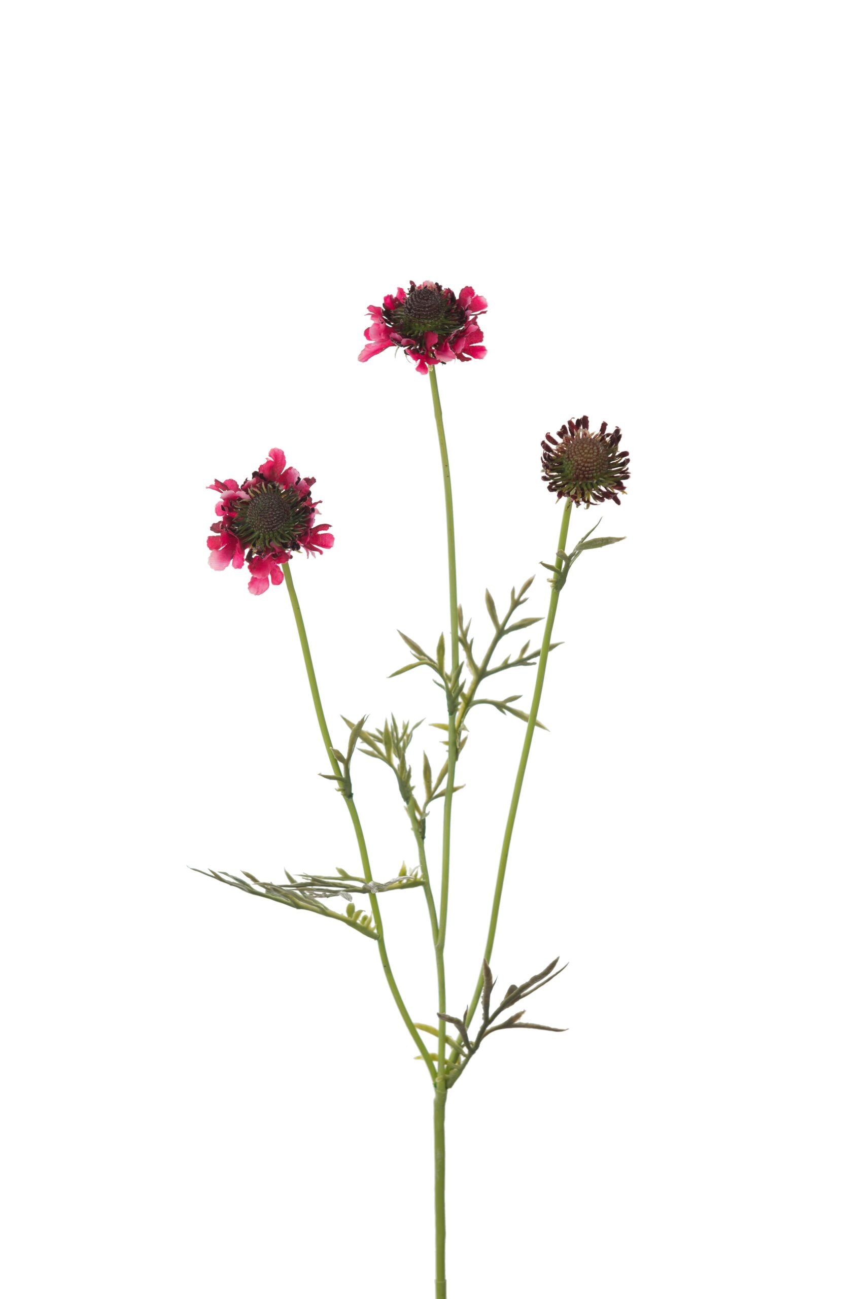 Scabiosa 64 cm Burgundy