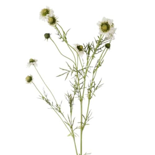 Scabiosa 120 cm vit