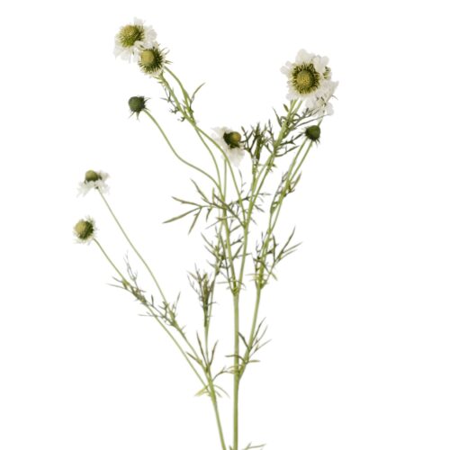 Scabiosa 120 cm vit