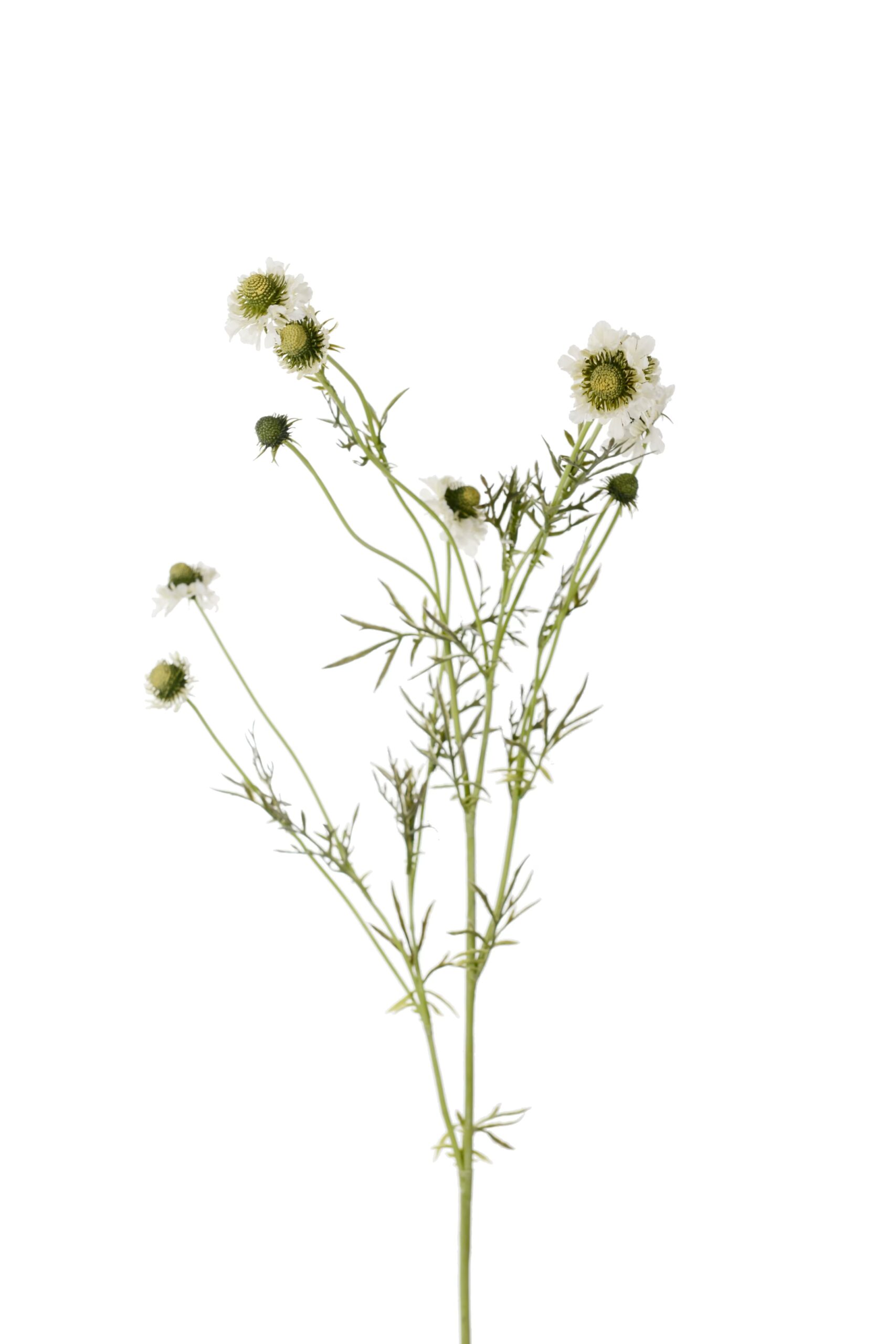 Scabiosa 120 cm vit