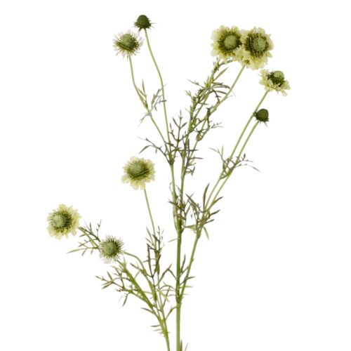Scabiosa 120 cm Grön