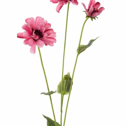 Zinnia 65 cm Rosa
