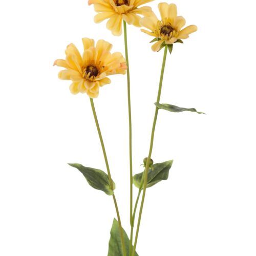 Zinnia 65 cm Gul