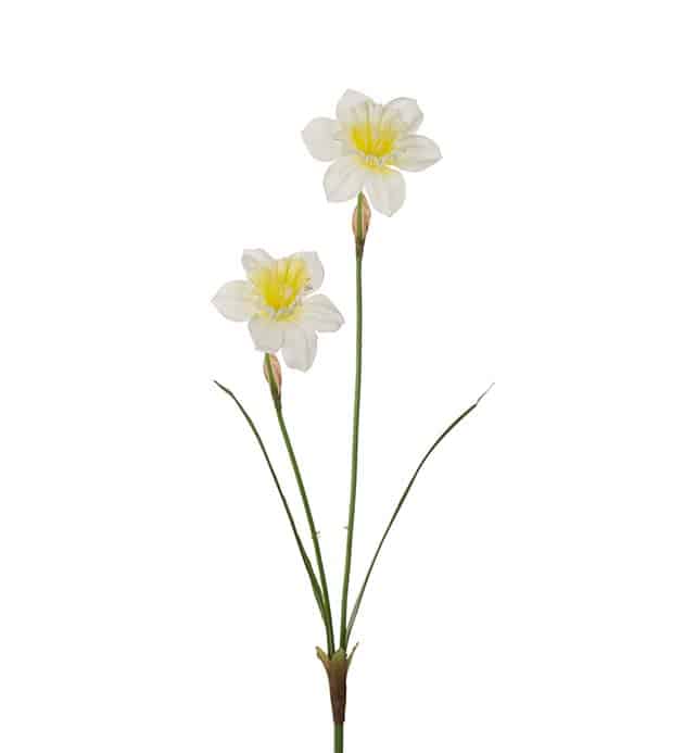 Narciss 58 cm Vit