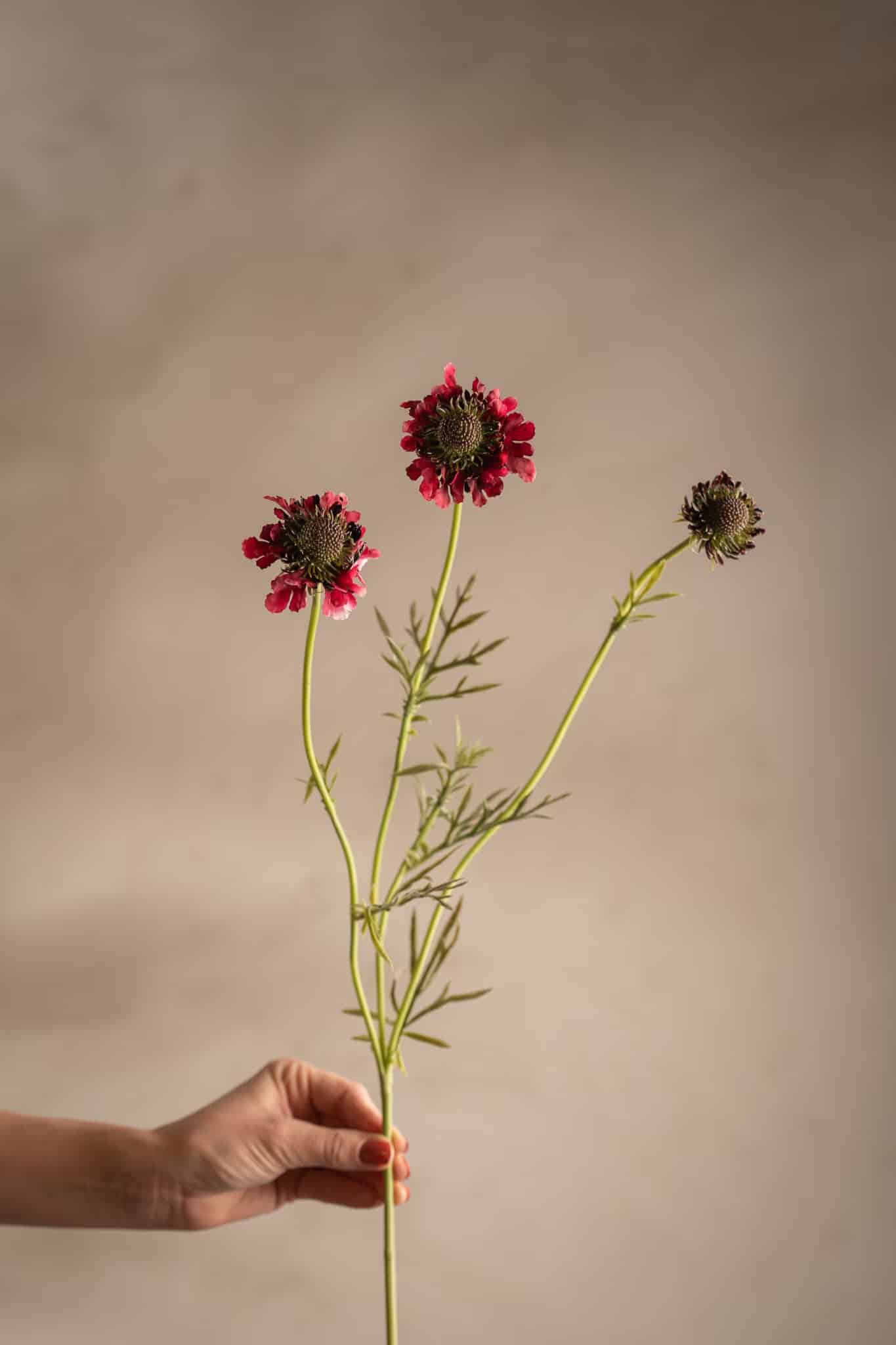 Scabiosa 64 cm Burgundy - Bild 2