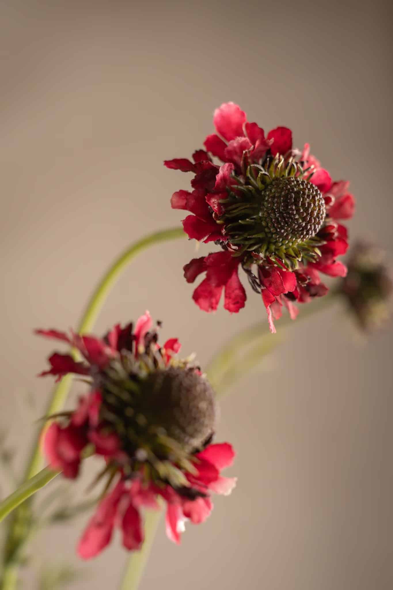 Scabiosa 64 cm Burgundy - Bild 3