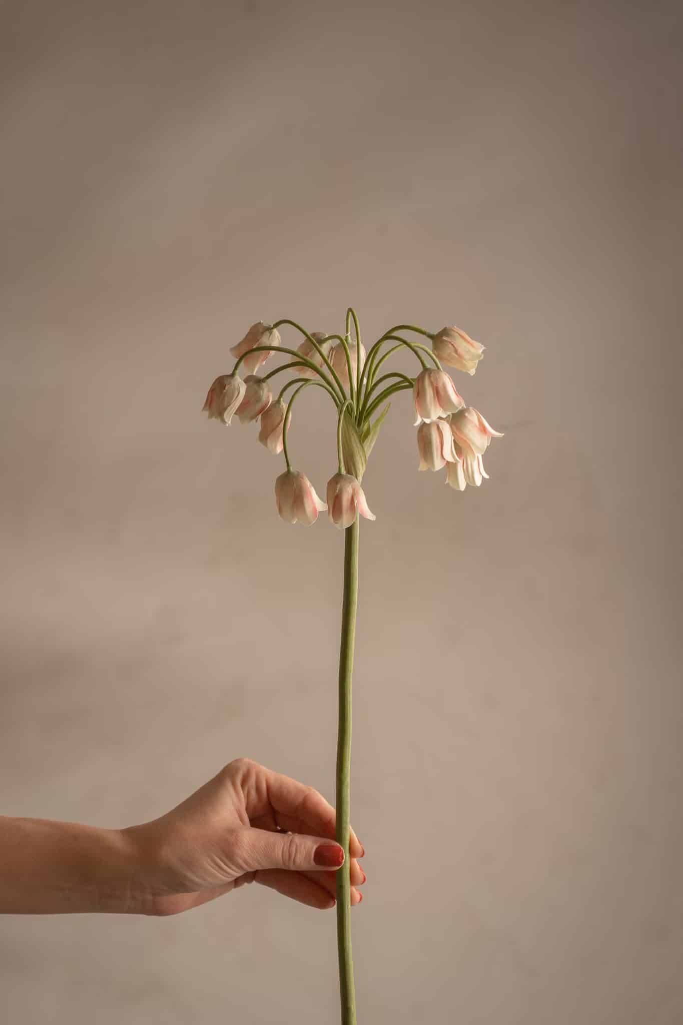 Allium 65 cm Grön - Bild 2