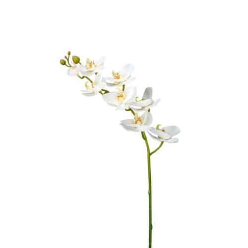 Phalaenopsis 75 cm