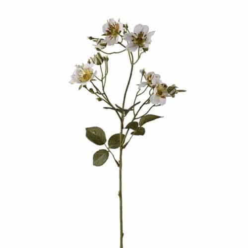 Japansk klätterros 35 cm Vit