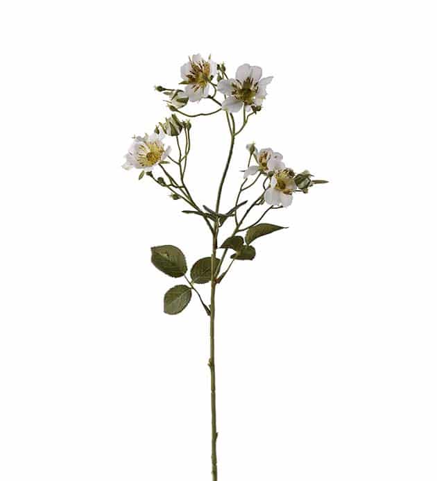 Japansk klätterros 35 cm Vit