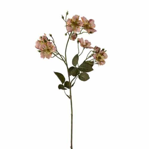 Japansk klätterros 35 cm Aprikos