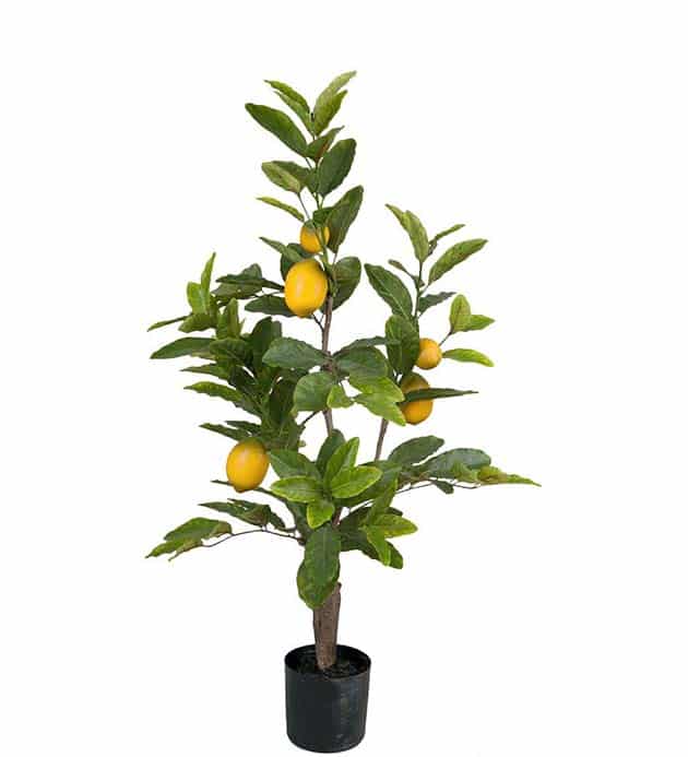 Citronträd i kruka 90 cm - Bild 2