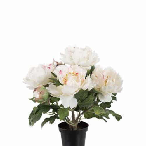 Pion i Kruka 35 cm Vit