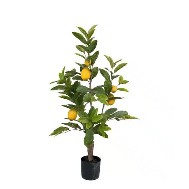 Citronträd i kruka 90 cm