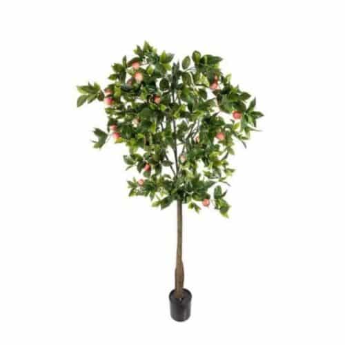 Äppleträd i kruka 200 cm