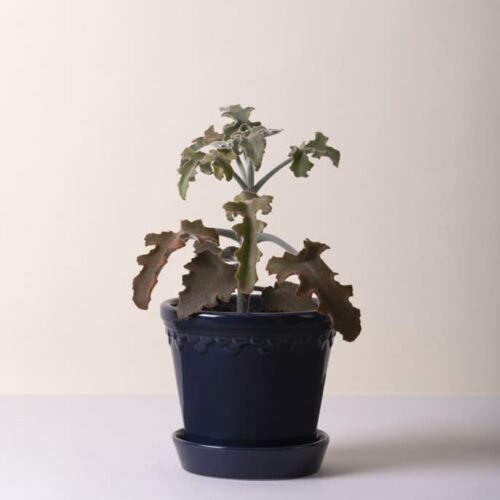 Bergs Potter Copenhagen Kruka – Blå 14 cm