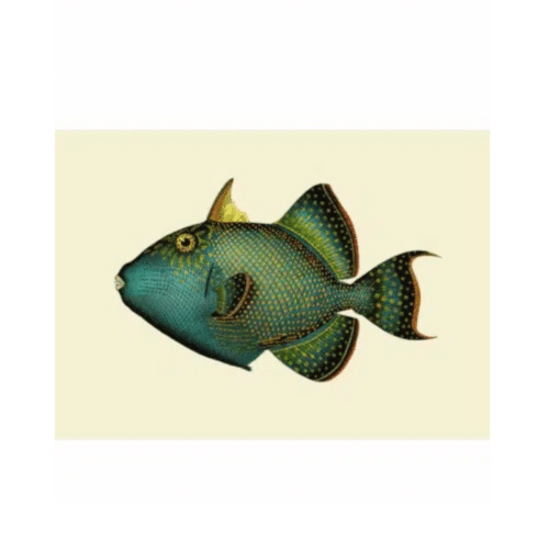 The Dybdahl Company Tavla Trigger fish