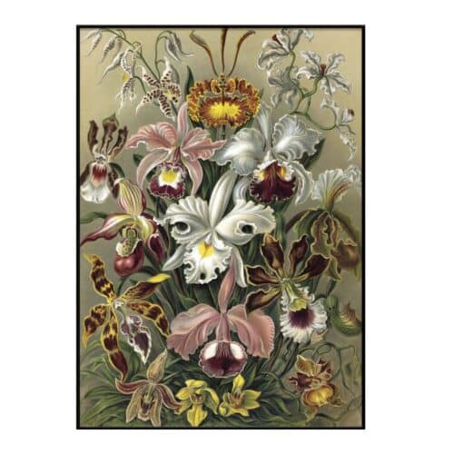 The Dybdahl Tavla Cypripedium