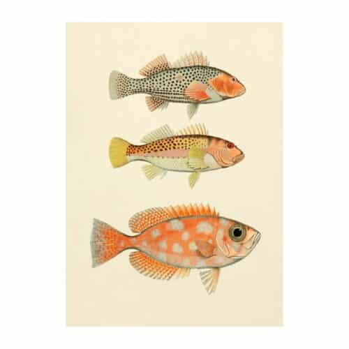 The Dybdahl Company Tavla Fishes