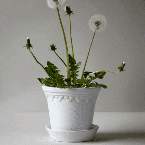 Bergs Potter Copenhagen Kruka- Vit 18 cm