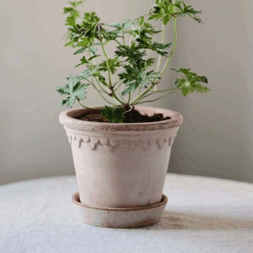 Bergs Potter Köpenhamn Kruka Rosa Terrakotta- Ø 18 cm