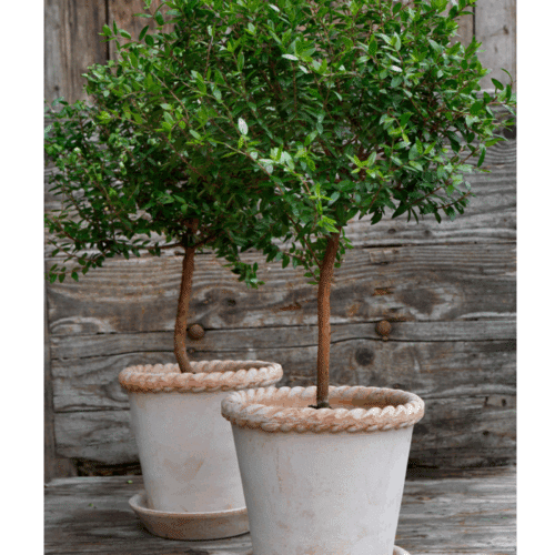 Bergs Potter Kruka med fat Emilia Rosa Terracotta ø16cm