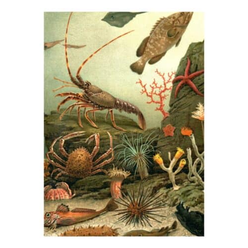 The Dybdahl Company Tavla Aquarim right side