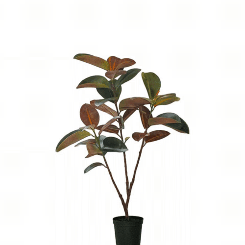 Fikus Elastica 120 cm