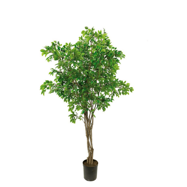 Fikus Benjamin 300 cm