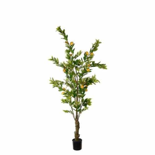 Citronträd i kruka 240 cm