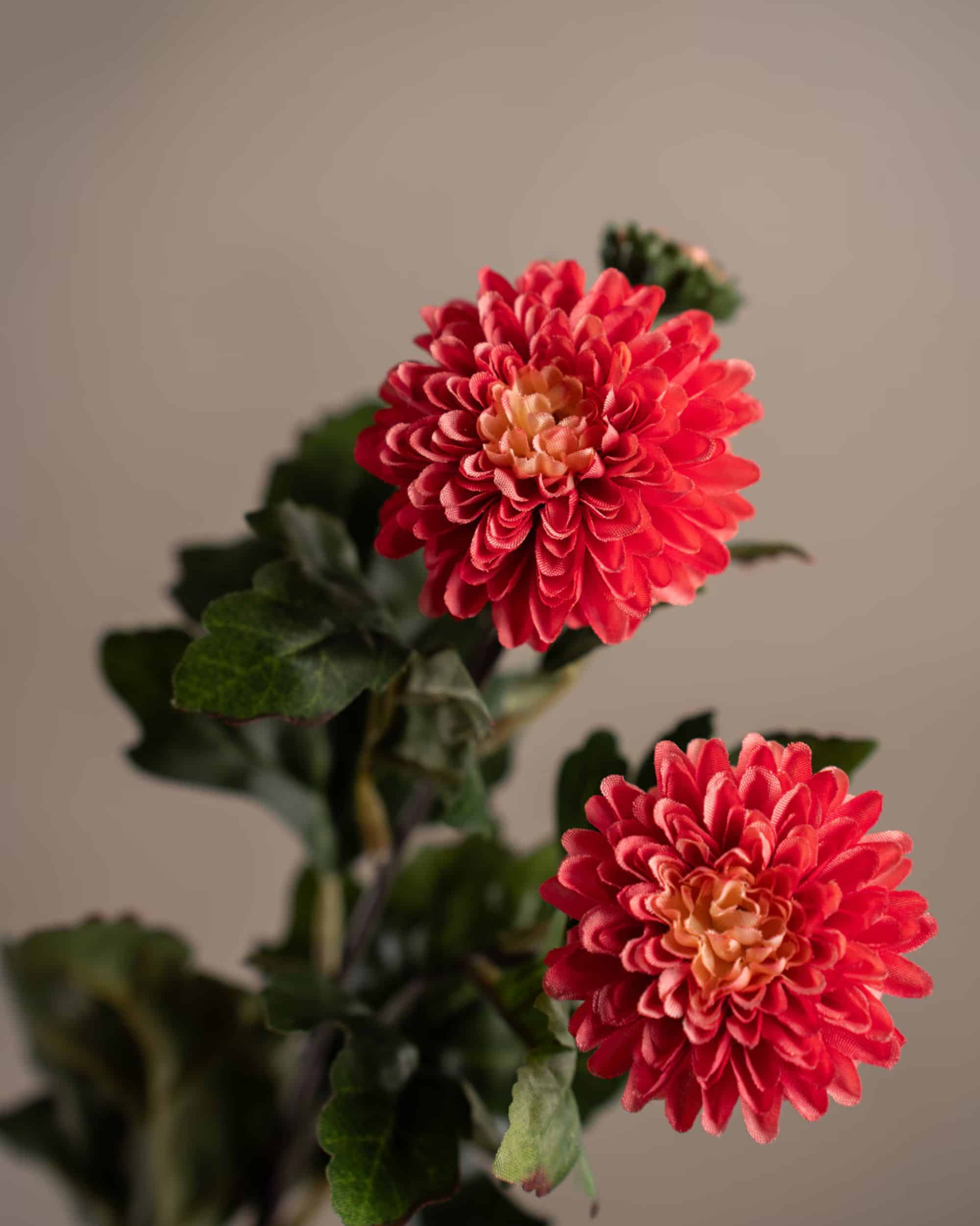 Chrysanthemum mörkrosa 55cm