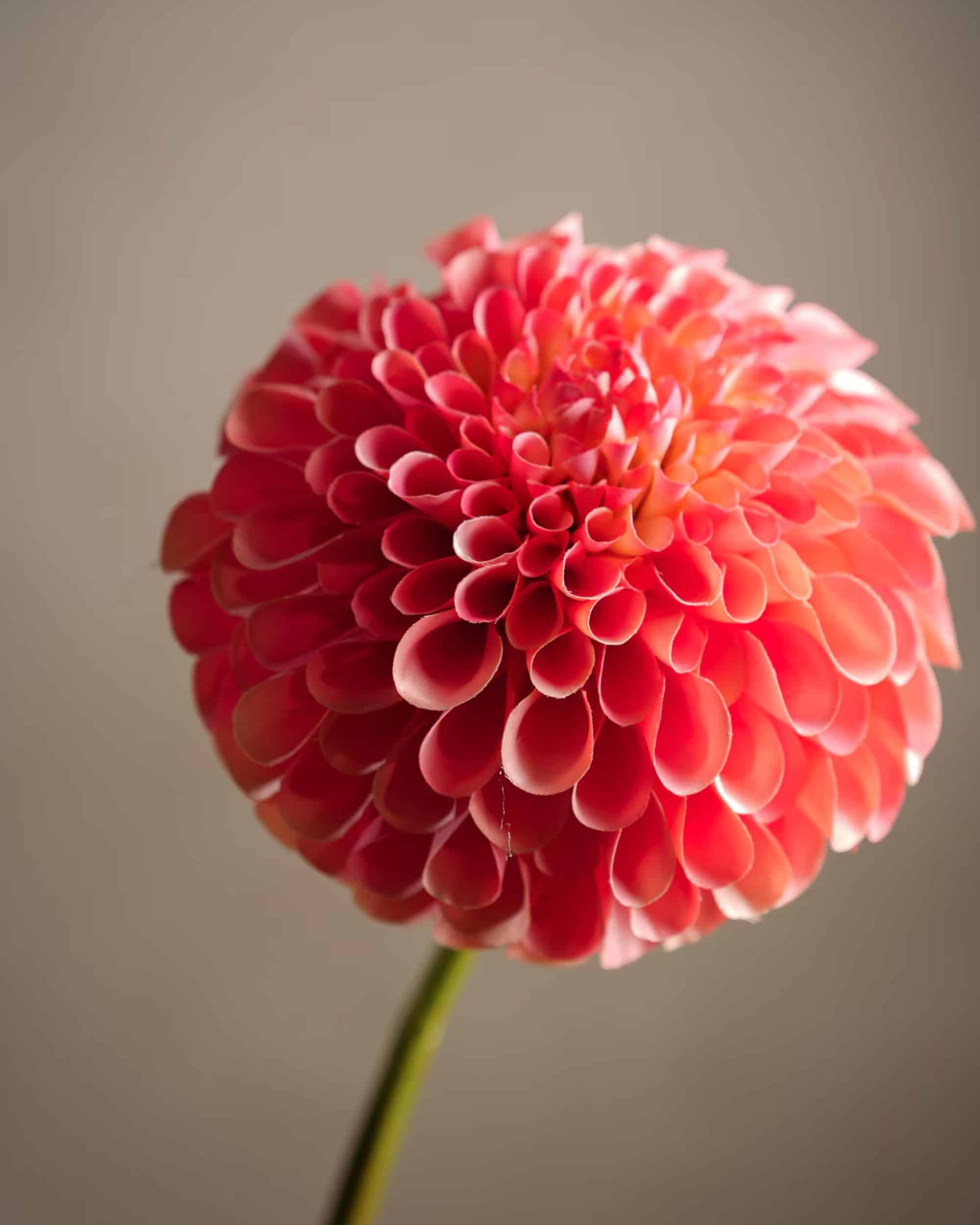 Dahlia Persika 75 cm