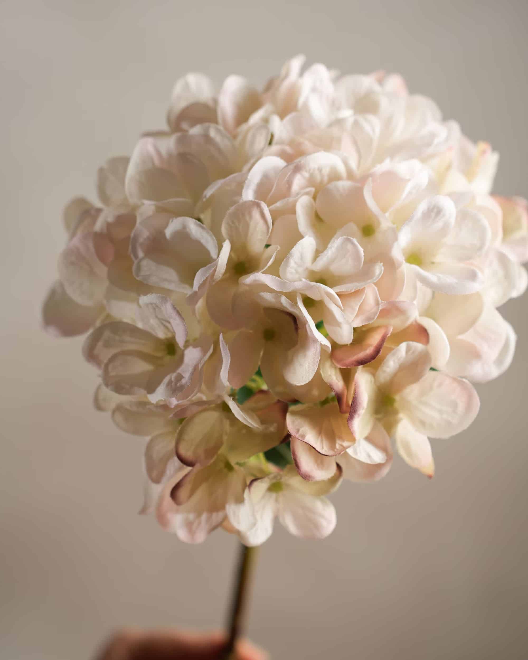 Hortensia Cream 48 cm