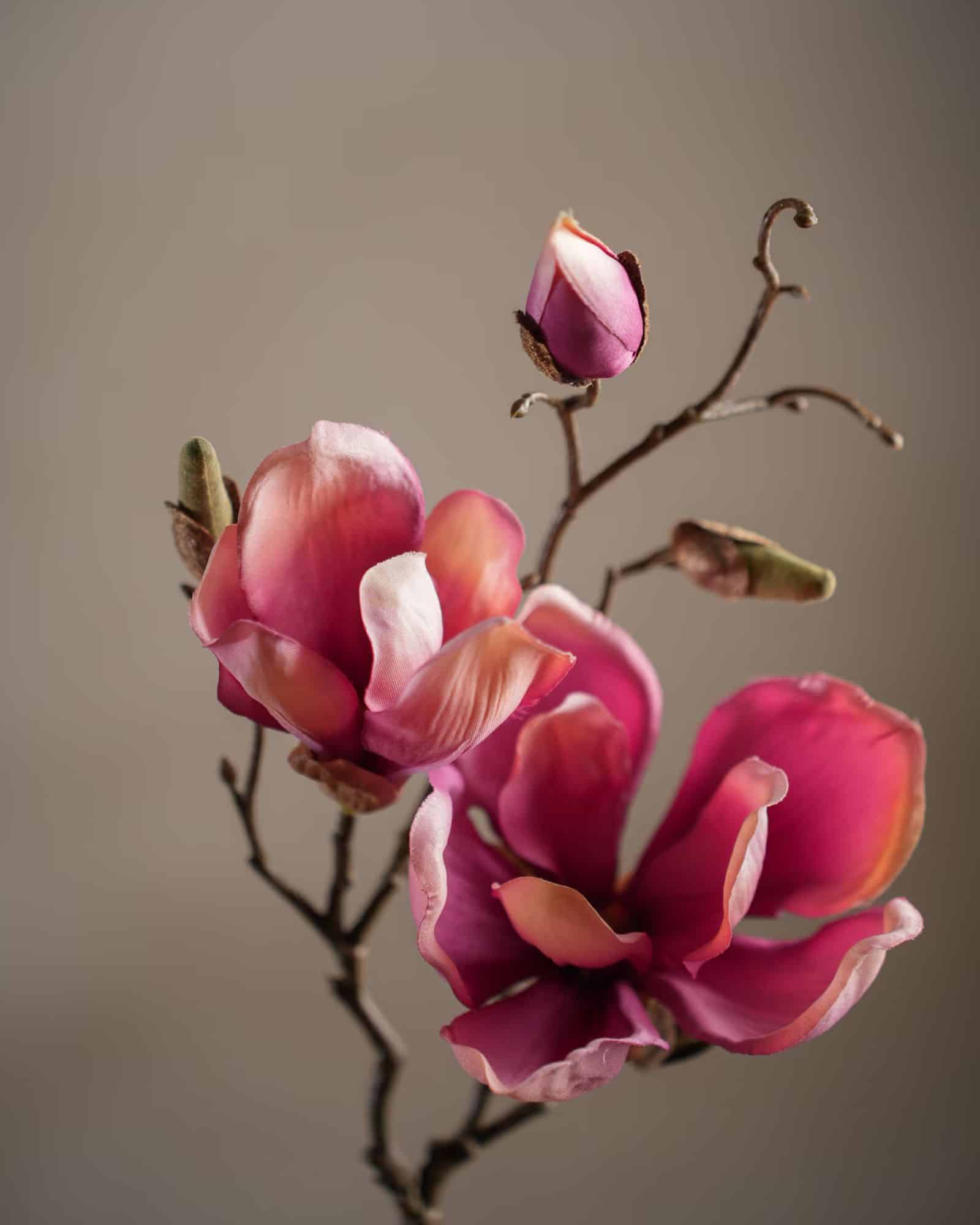 Magnolia Lila 45 cm