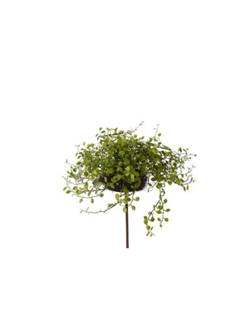 Muehlenbeckia 25 cm
